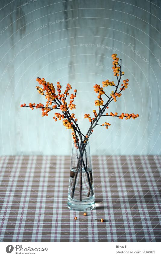 AutumnStill Esthetic Brown Orange Still Life Ilex glass vase Checkered Autumnal Berries Interior shot Deserted Copy Space top Shallow depth of field