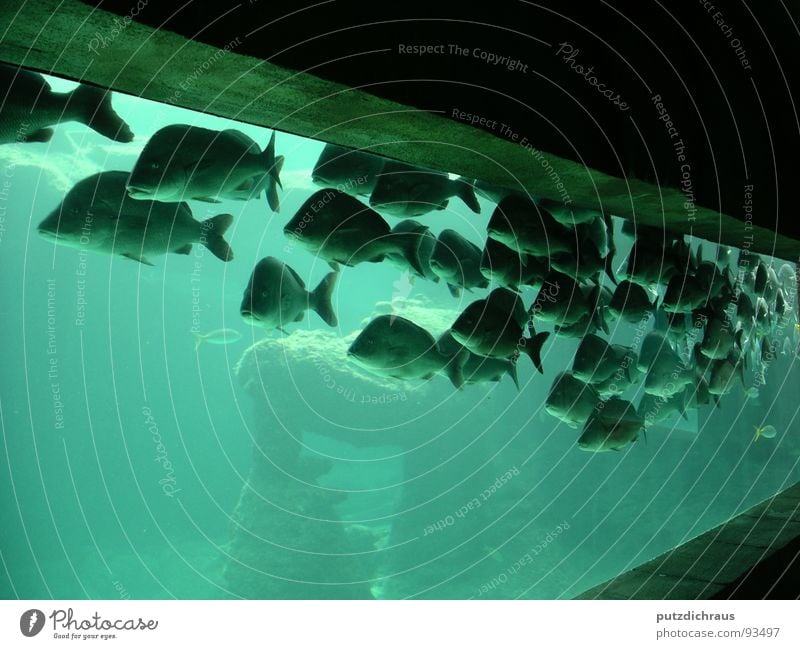 green fish Ocean Aquarium Green Sea water Lake Fish Water Blue Flock Underwater photo