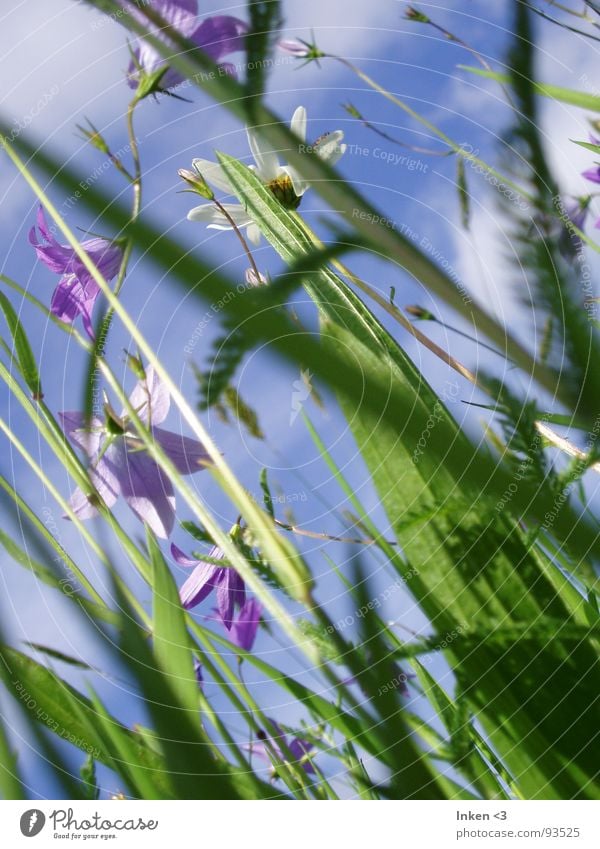 From bottom to top Flower Grass Meadow Clouds Summer Fresh Green Violet Under Sky Wind Blue Nature Perspective Above