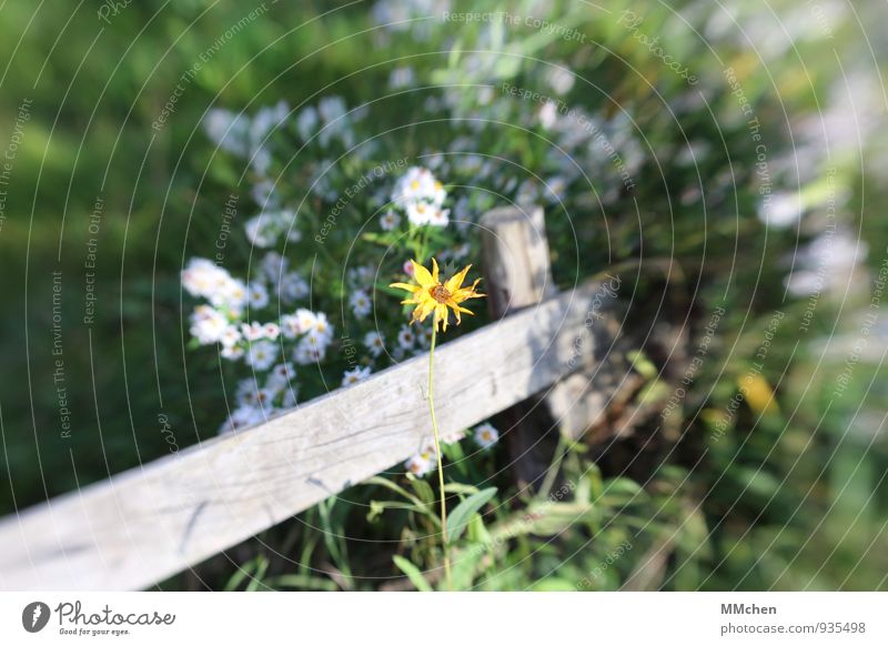 zaungast Nature Plant Foliage plant Garden Park Growth Multicoloured Yellow White Happiness Power Adventure Freedom Happy Lonely Exclusion Loneliness Fence