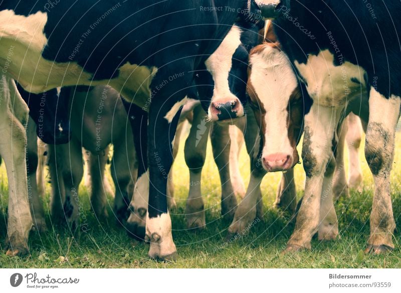 Muuhhh Agriculture Forestry Animal Meadow Cow Green Black White Calf Bullock Mammal Pasture cows animals Colour photo Subdued colour Exterior shot Day