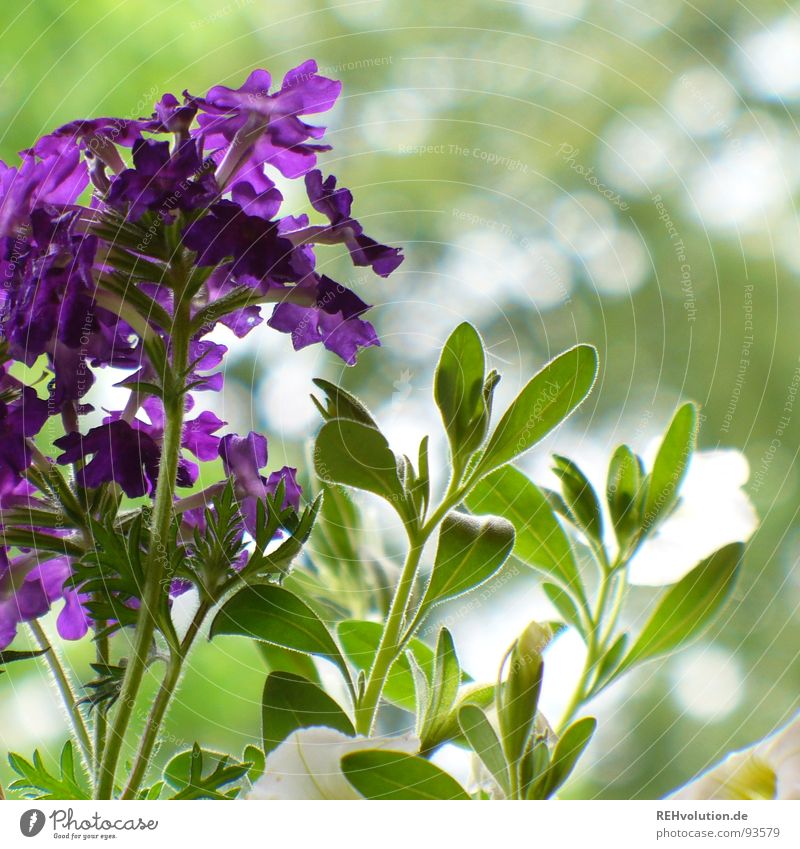 lilac green in harmony Violet Green Flower Plant Garden Bed (Horticulture) Growth Flourish Blossom Beautiful Terrace Spring Park verbena Nature Blossoming