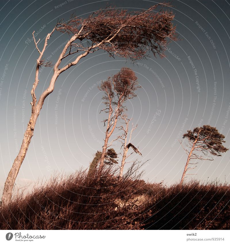 Crooked wood Environment Nature Landscape Plant Cloudless sky Beautiful weather Wind Gale Tree Grass Bushes Wild plant Wind cripple Western Beach To swing Stand