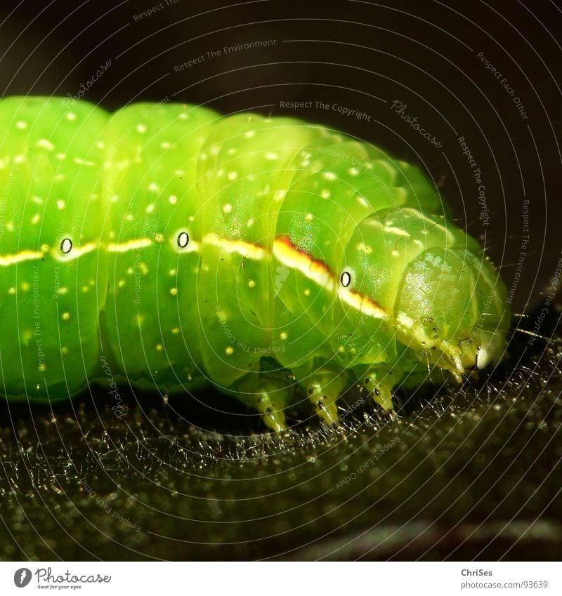 Caterpillar of the pyramid owl ( Amphipyra pyramidea ) Green Butterfly White Animal Insect To feed Spring Plant Appetite Macro (Extreme close-up) Close-up Line