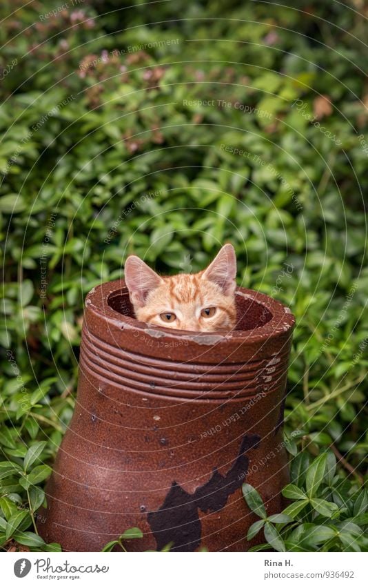 cornerstone Garden Cat 1 Animal Baby animal Playing Curiosity Cute Brown Green Hide Pipe Colour photo Exterior shot Shallow depth of field Animal portrait