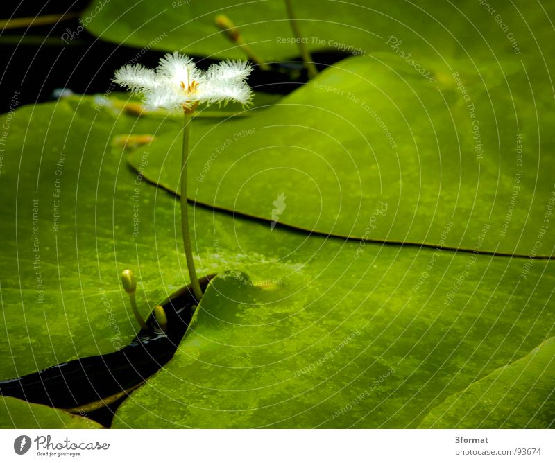 water lily02 Water lily Flower Blossom Rose Plant Lake Pond Dark Black Green Reflection Velvet Velvety Carpet Damp Cold Morning Individual Loneliness Greenhouse