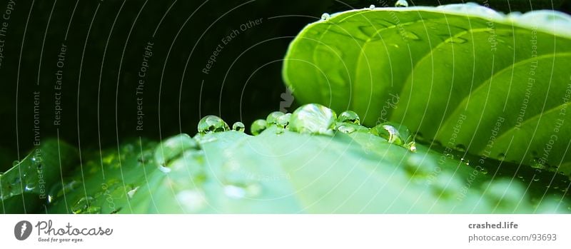 Drops I Wet Black Green Leaf Damp Dark green Striped Clarity Plant Salad leaf Drops of water Rain Exterior shot Macro (Extreme close-up) Near Close-up Water