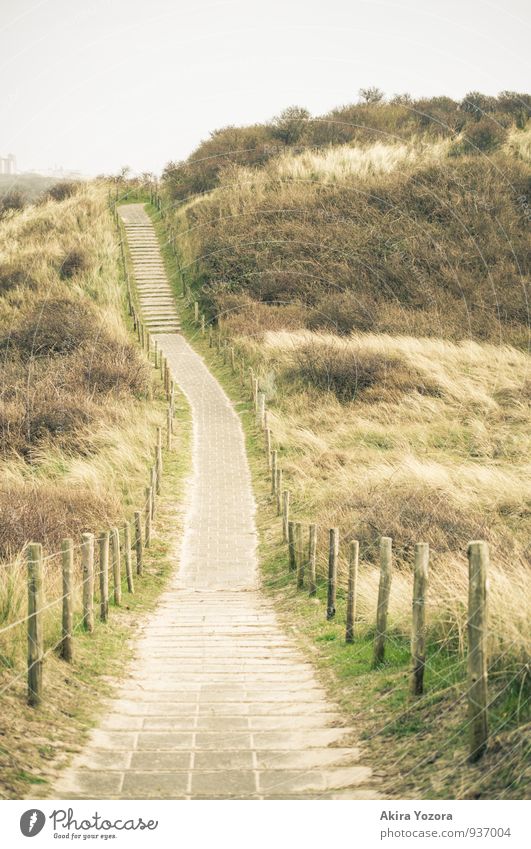 Somewhere between the dunes. Nature Landscape Sky Grass Bushes Going Walking Vacation & Travel Hiking Brown Yellow Gray Green Idyll Lanes & trails Dune