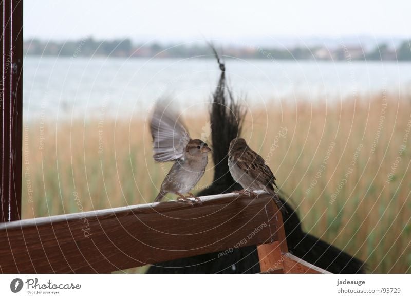 Waiting for the sun Bad weather Sparrow Bird Lake Italy Vacation & Travel Lake Garda Sky Clouds Rain Freedom In pairs Pair of animals