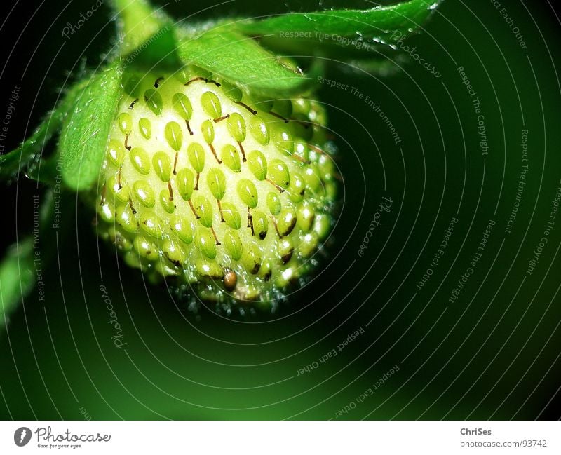 Waiting for red Green Red Plant Spring Sense of taste Fruity Immature Northern Forest Macro (Extreme close-up) Close-up Strawberry Nutrition Garden