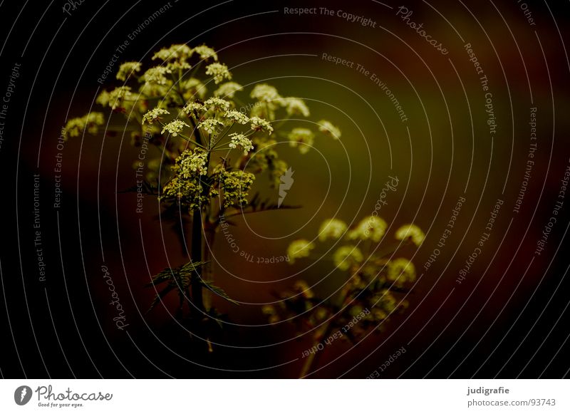 meadow Common Yarrow Cow parsley Poison hemlock Blossom Flower Plant Stalk Umbellifer Angiosperm White Brown Black Summer Environment Growth Flourish Meadow