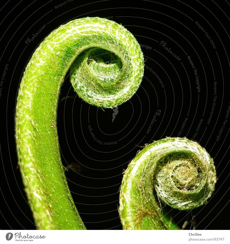 Rolled 01 Fern Coil Spring Green Black Plant Flower Botany Northern Forest Macro (Extreme close-up) Close-up Garden Park Pteridopsida Bud ChrISISIS