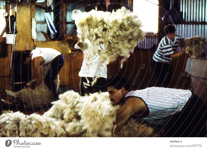 hard working man II New Zealand Work and employment Stoop Sheep Sheep shearing Wool Perspiration Physics Hot Stuffy Effort Pelt Animal New wool Farmer