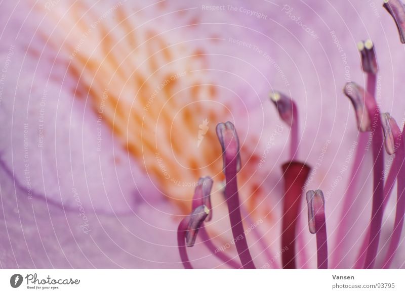 blossom Blossom Violet Depth of field Blur Near Flower Macro (Extreme close-up) Close-up Dappled Patch Rod