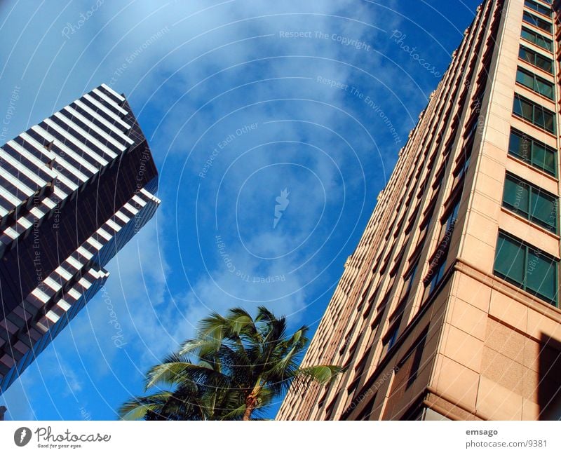 Honolulu arch Hawaii Building Palm tree High-rise Office building Architecture Sky Modern Capital city