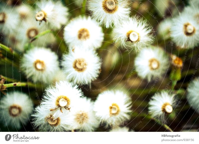 White flowers Nature Plant Flower Blossom Wild plant Meadow Field Spring fever pretty Variable Vacation & Travel Environment Transience Flower meadow Dandelion