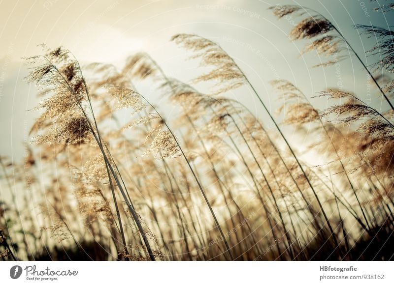 grasses Nature Plant Grass Bushes Foliage plant Meadow Field Lake Brook Faded Brown Moody Warm-heartedness Romance Longing Homesickness Wanderlust Loneliness