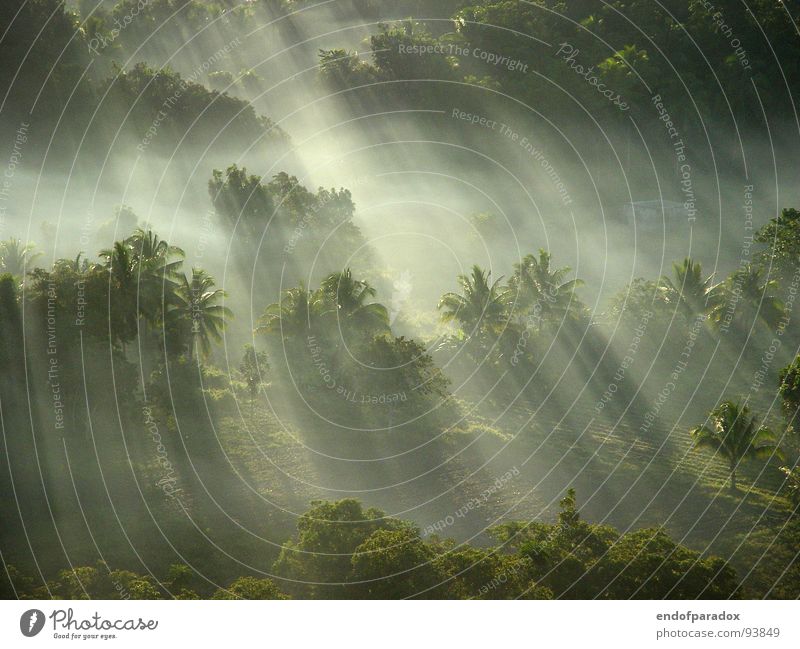 Every time I think I'm gonna wake up back in the jungle... Asia Bohol Nature Vacation & Travel Light Peace Palm tree Fog Pleasant Green Calm Harmonious Sunrise