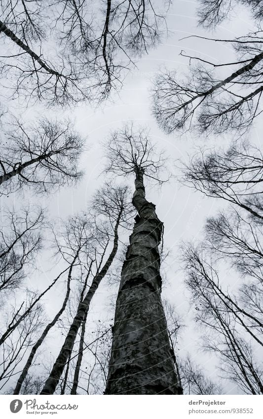 Grey is November Environment Nature Landscape Plant Sky Autumn Climate Climate change Bad weather Tree Forest Virgin forest Emotions Curiosity Fear Horror