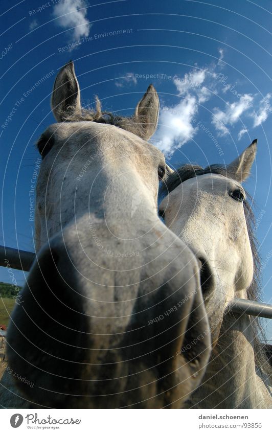 what`s up Horse Wide angle Agriculture Animal Meadow Summer Green Cyan Vacation & Travel Black Forest Environment Habitat Ecological Clouds Grass Beautiful