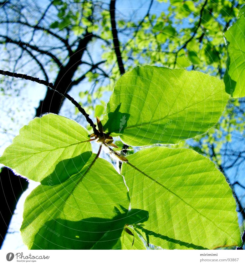 leaf shadow Leaf Forest Tree Transparent Shadow Blue Sky