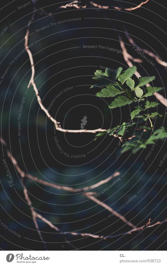 branch Environment Nature Plant Tree Leaf Branch Dark Green Fragile Delicate Colour photo Exterior shot Deserted Day Shallow depth of field