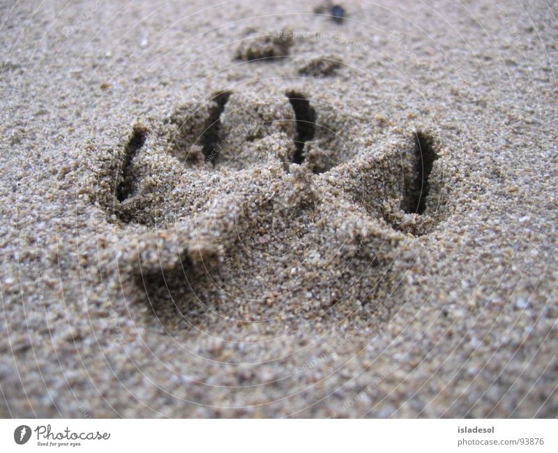 Traces in the sand Moody Animal Soft Hundred-metre sprint Macro (Extreme close-up) Close-up Power Force Beach Coast track search Walking Joy