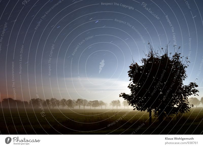 Halloween Eve Hallowe'en Environment Nature Landscape Sky Cloudless sky Stars Horizon Moon Autumn Climate Beautiful weather Tree Grass Field Dark Blue Gray