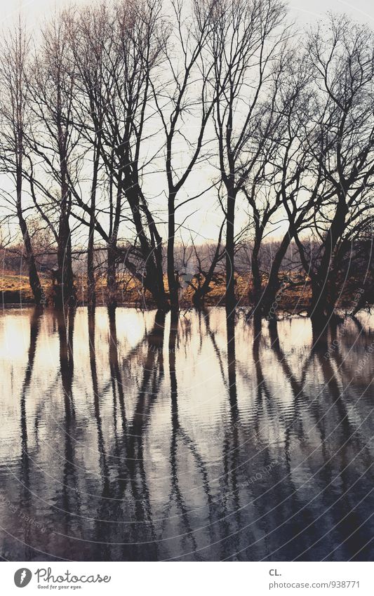 At the lake Environment Nature Landscape Elements Water Climate Weather Beautiful weather Tree Coast Lakeside Calm Reflection Colour photo Exterior shot