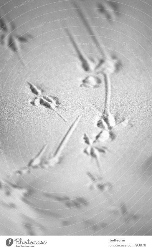 Your tracks in the sand... Animal tracks Bird Seagull Lake Blur Depth of field Ocean Tracking Grain of sand Sand Coast Beach Earth Tracks Beach dune Movement