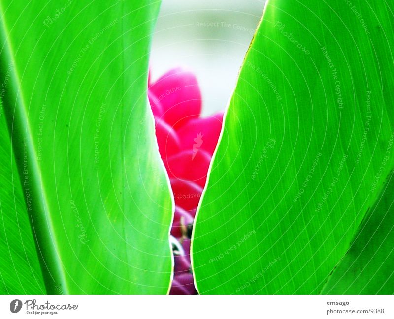 Hidden Flower Plant Close-up Green Red Hawaii Hide Exotic