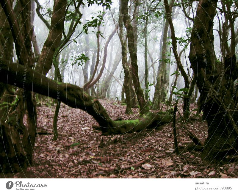 cloud forest Forest Tree Leaf Mystic Gomera Jinxed