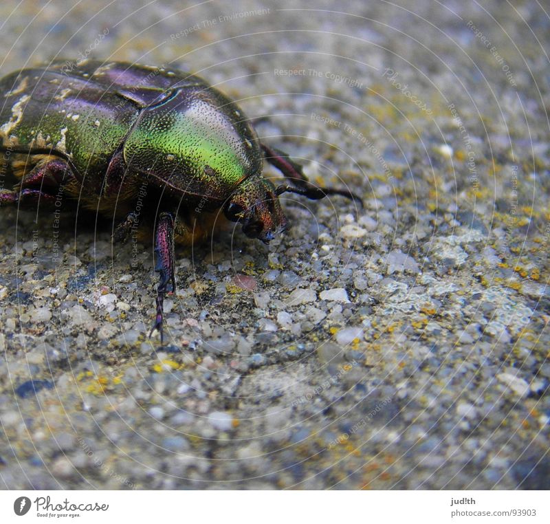 glitter beetle Glittering Glimmer Green Insect Crawl Animal Feeler Broken Spring Macro (Extreme close-up) Close-up Beautiful Peterchen's moon ride Gold Beetle