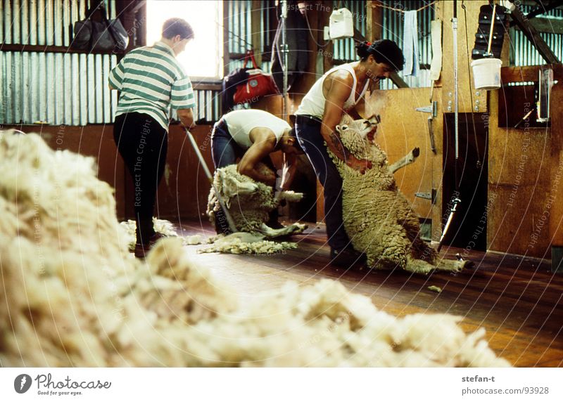 hard working man III New Zealand Work and employment Stoop Sheep Sheep shearing Wool Perspiration Physics Hot Stuffy Effort Pelt Animal New wool Farmer