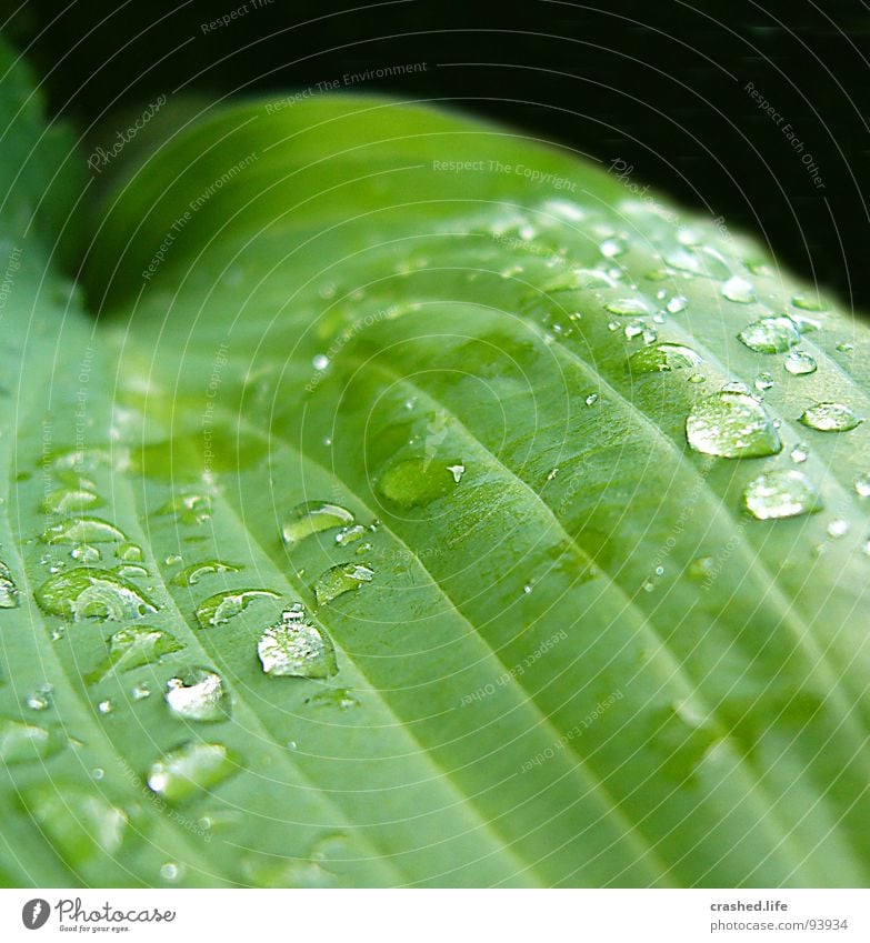 Drops II Wet Black Green Damp Dark green Striped Clarity Plant Salad leaf Drops of water Rain Exterior shot Macro (Extreme close-up) Near Close-up Water drop