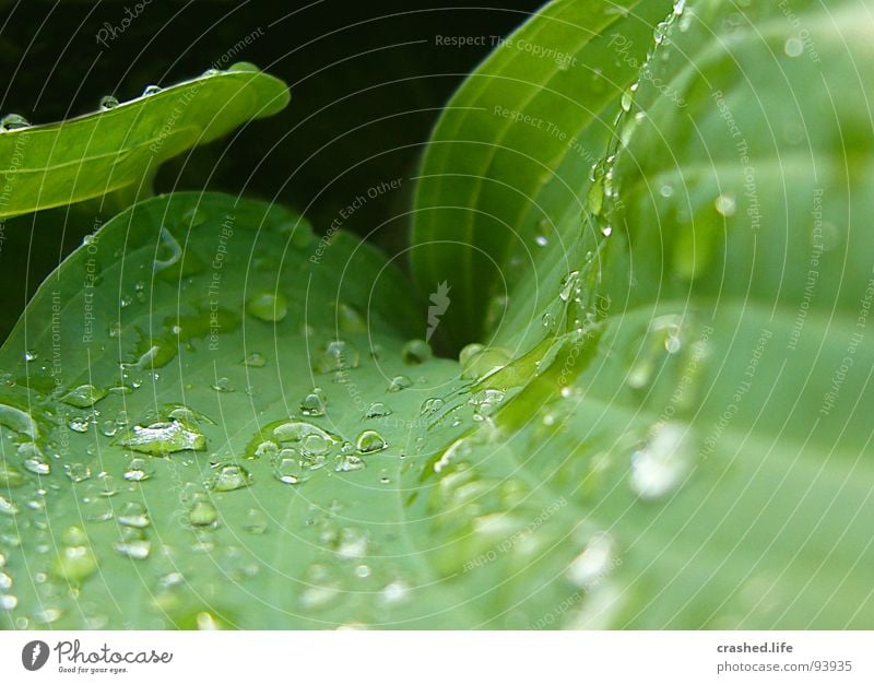 Drops III Wet Black Green Damp Dark green Striped Clarity Plant Salad leaf Drops of water Rain Exterior shot Macro (Extreme close-up) Near Close-up Water drop