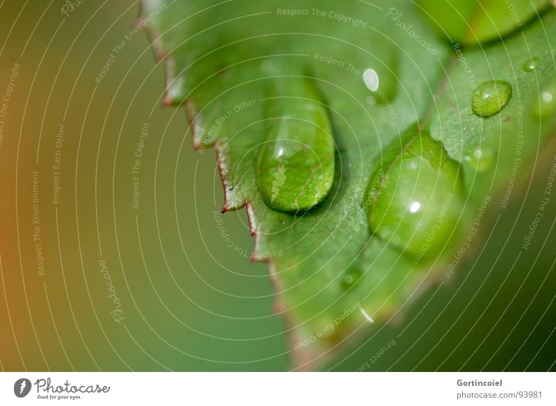 Rain - Leaves - Drops - Behind Plant Water Drops of water Leaf Green Prongs Rose leaves Autumn Colour photo Close-up Macro (Extreme close-up) Copy Space left