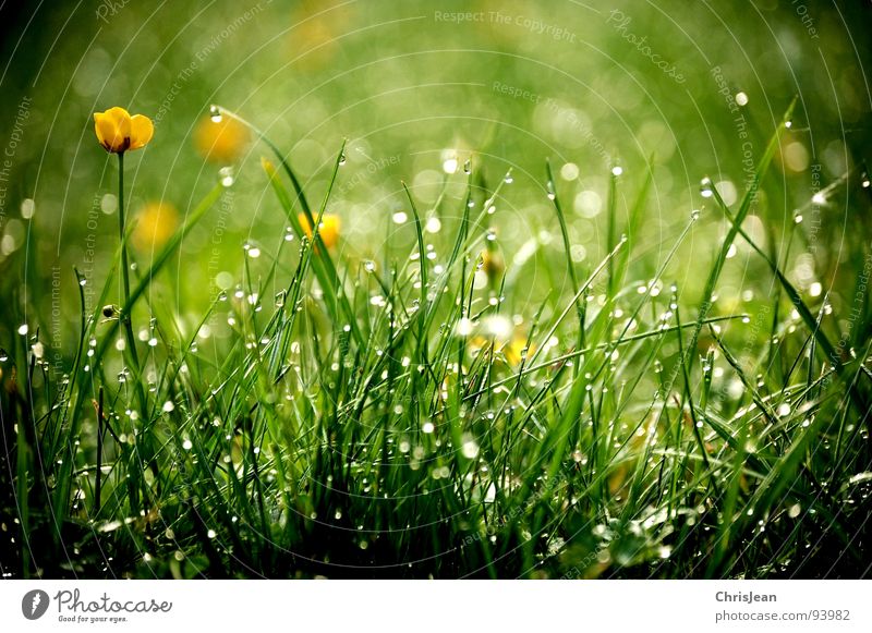 morning dew Grass Dew Relaxation Dangle Calm Blade of grass Meadow Stand Vertical Morning Sunrise Love of nature Green Sunbeam Background picture Bushes Plant