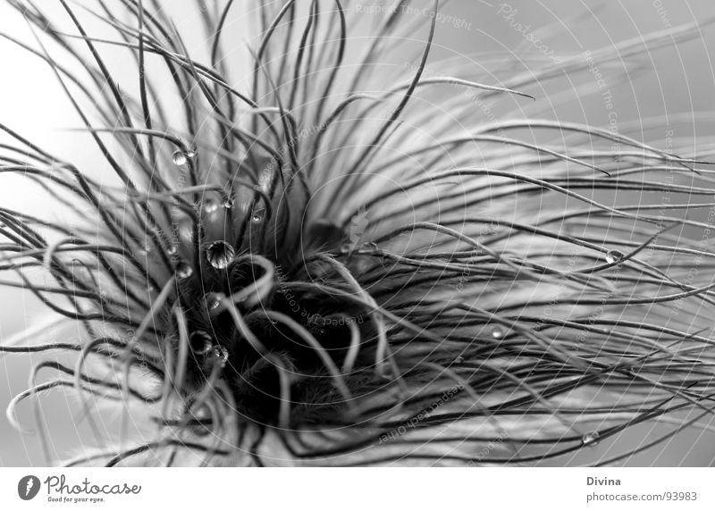 After The Rain Dew Monochrome Macro (Extreme close-up) Close-up Drops of water Black & white photo drop