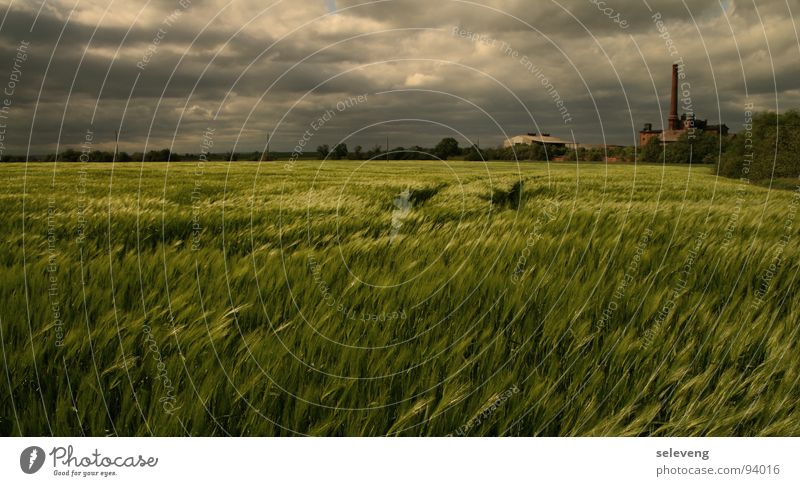 WindCloudsWheat Field weat Thunder and lightning Rain Nature sun Movement Weather