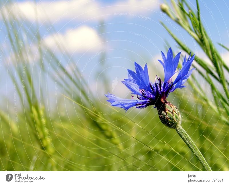 cornflower blue Cornflower Flower Cornfield Clouds Summer Field Agriculture Organic farming Grain Sky Blue jarts