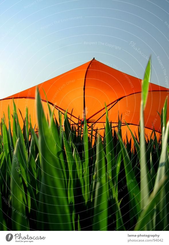 trinity Cloppenburg Umbrella Sunshade Storm Clouds Grass Blade of grass Meadow Summer Field Green Spring Flower meadow Environment Summery Plant Sunbeam Rainbow