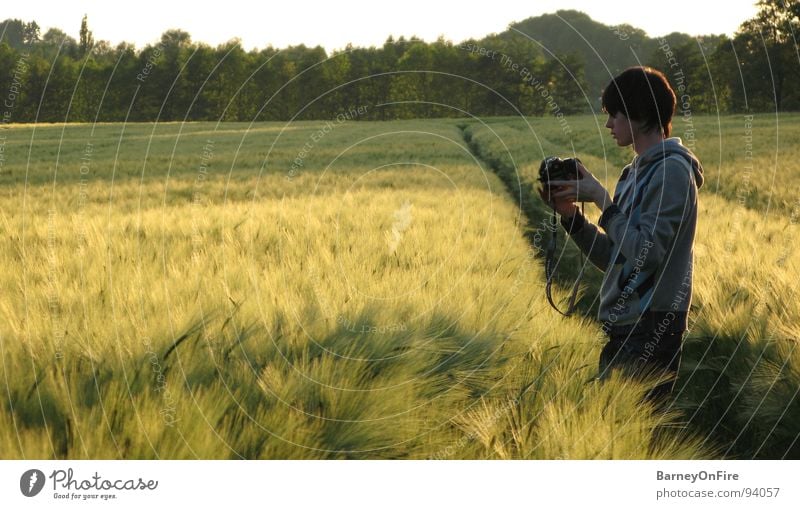 For a handful of wheat Field Wheat Sunset Green Photographer Take a photo Tractor track Tree Forest Youth (Young adults) Sky Gold Grain Camera Phil Evening