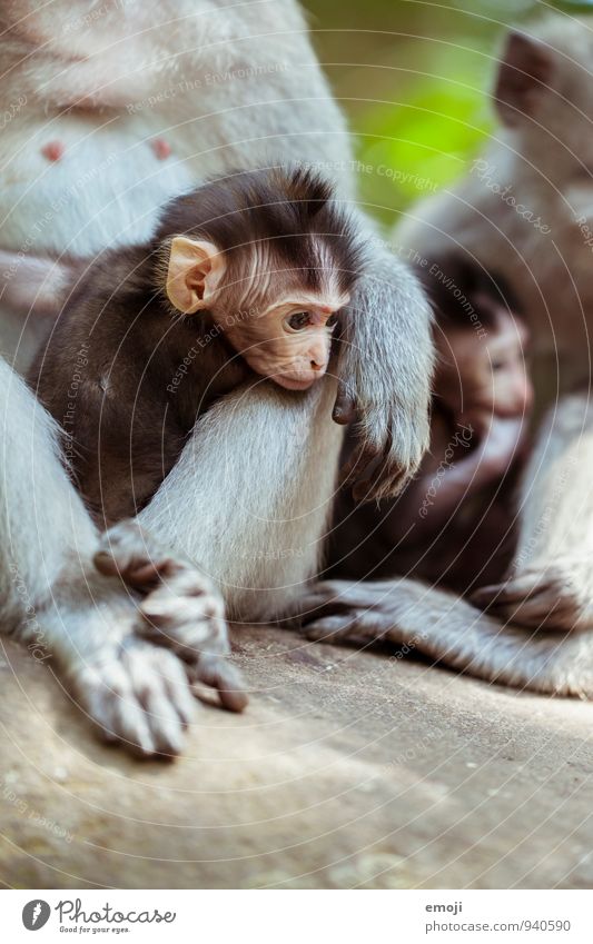 gang Animal Wild animal Animal face Zoo Monkeys Baby animal Animal family Small Soft Cute Colour photo Exterior shot Day Shallow depth of field Animal portrait