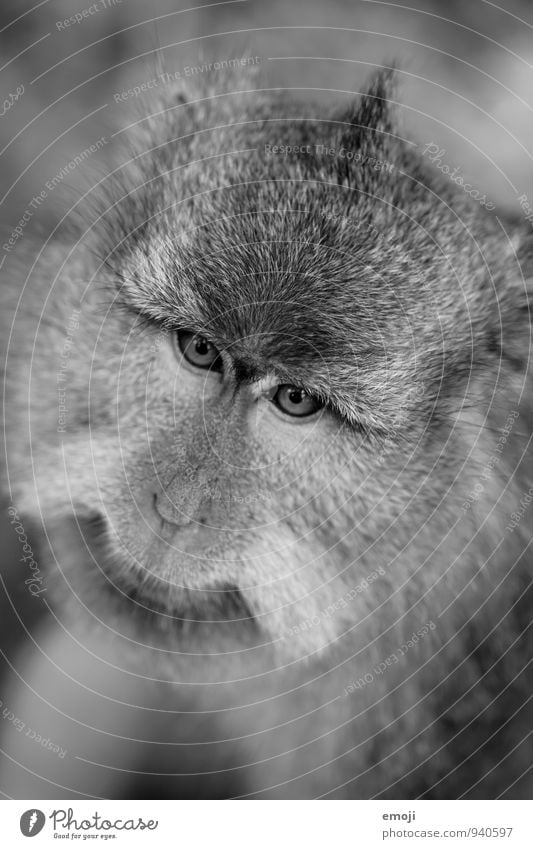 old Animal Wild animal Pelt Zoo Monkeys 1 Cute Gray Black & white photo Exterior shot Deserted Day Shallow depth of field Bird's-eye view Animal portrait