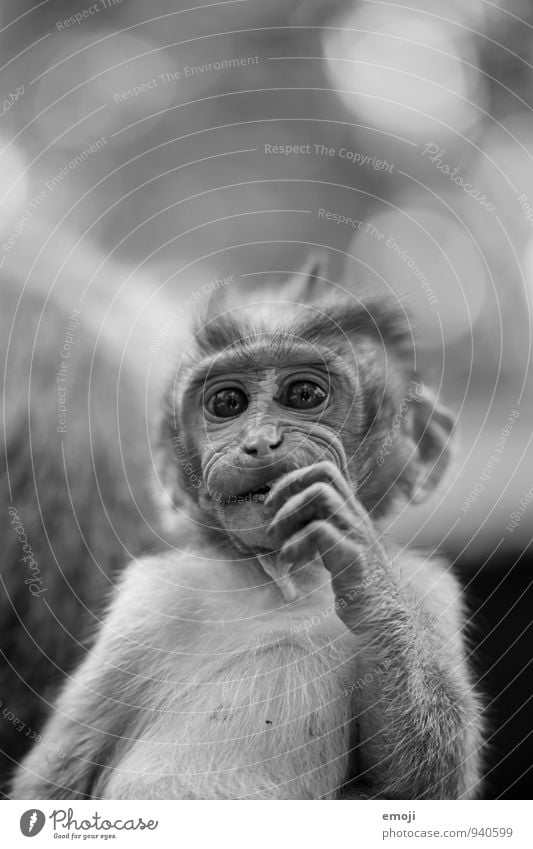 youthful Animal Wild animal Zoo Monkeys 1 Baby animal Cute Gray Black & white photo Exterior shot Deserted Day Shallow depth of field Worm's-eye view