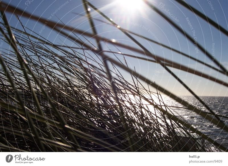 sea grass Beach Ocean Grass Sand North Sea