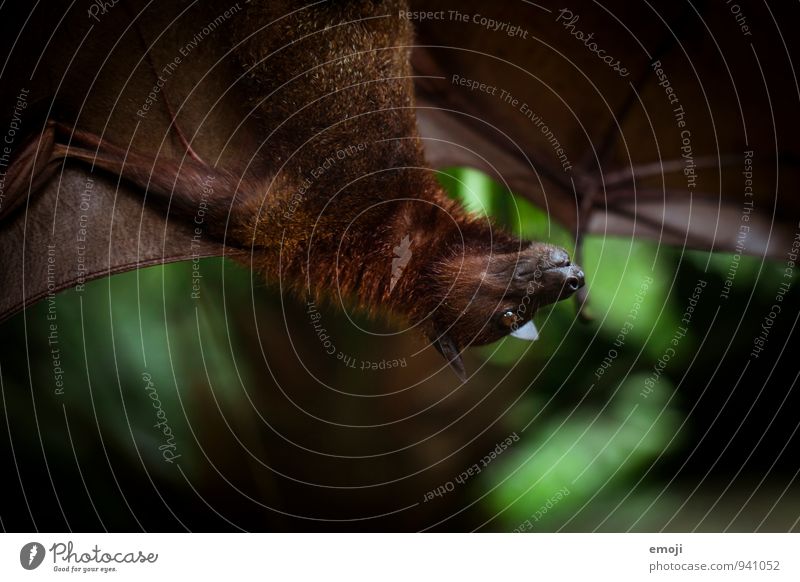 Me! Environment Nature Animal Wild animal Zoo Bat 1 Dark Creepy Colour photo Exterior shot Close-up Twilight Shallow depth of field