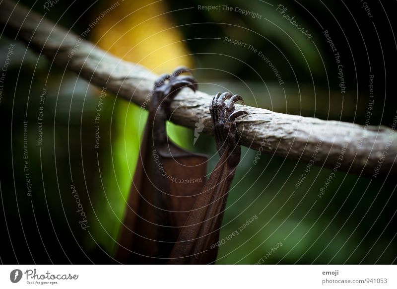 what's hanging there? Environment Nature Animal Wild animal Claw Zoo Bat 1 Dark Creepy Colour photo Exterior shot Close-up Detail Deserted Twilight