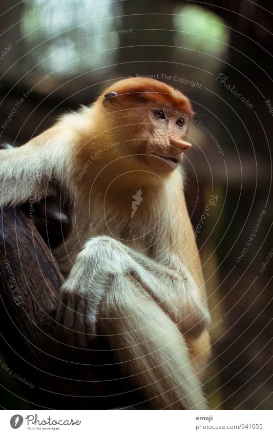 monkey Animal Wild animal Animal face Zoo Monkeys 1 Colour photo Exterior shot Deserted Day Shallow depth of field Animal portrait Looking away